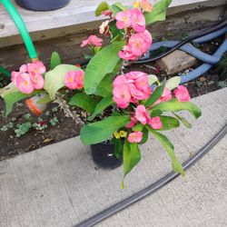 Planta Corona De Cristo