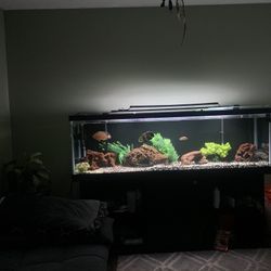 125 Gallon Fish Tank Set Up 