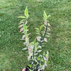 Devil's Backbone Plant , Zig-Zag Plant , Pedilanthus Tithymaloides