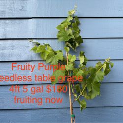 fruity purple seedless table grape plant