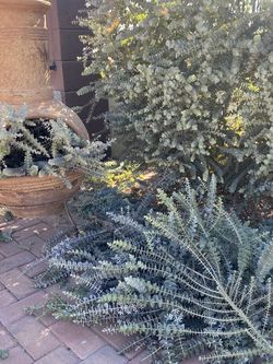 Free Floral Arrangement Filler Greens
