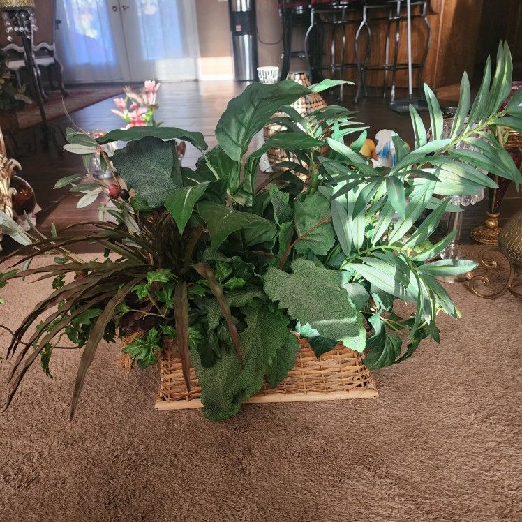 plant