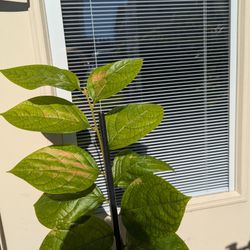 Tree Organic Persimmon , Price negotiable