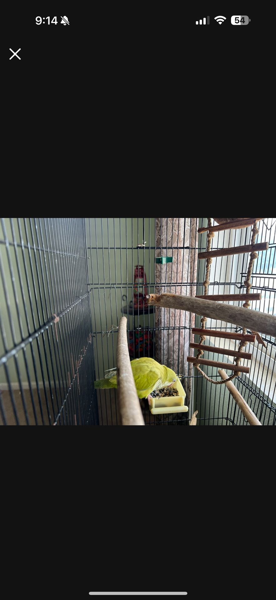 Bird Cage