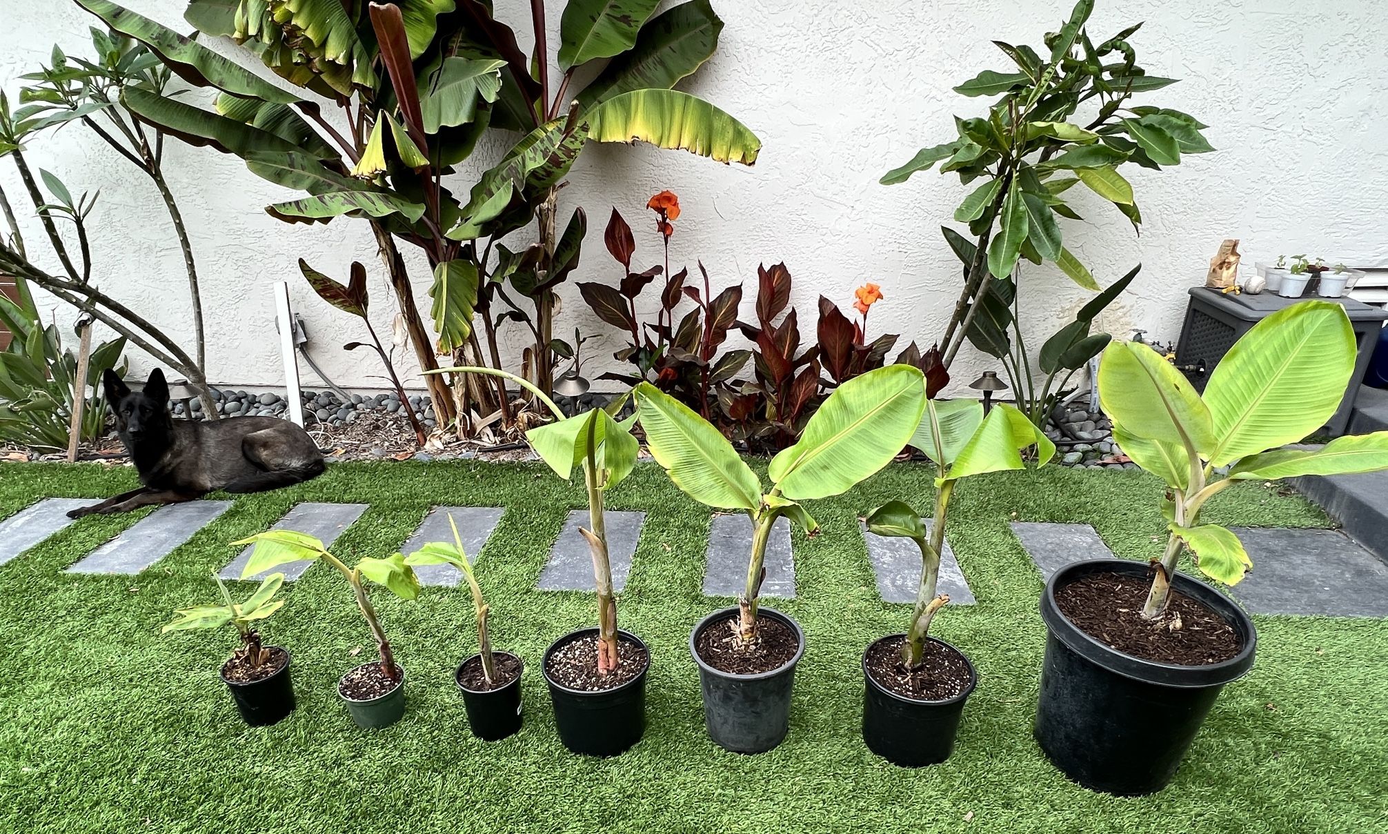 Organic Ice Cream / Blue Java Banana Pups for Sale in Poway, CA OfferUp