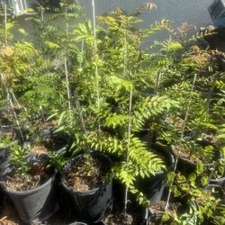 Chinese Pistachio Tree 