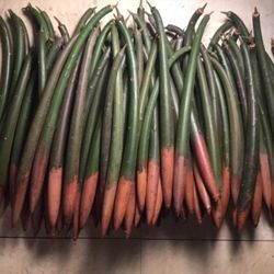 6 Red Mangroves Seeds Propagules Rhizophora Mangle Manglar Mangal Aquarium Live Plants Florida Native Trees Aquatic Hydroponic Fish Tank Terrarium 