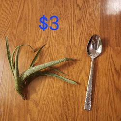 Aloe Massawana For Sale 
