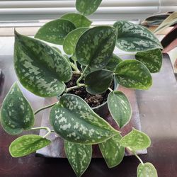 Silver Satin Pothos 