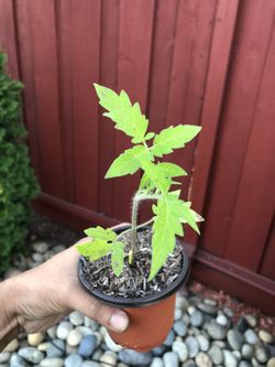 Small plants for sale