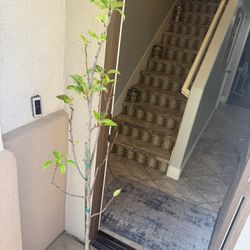 Pear 🍐 tree 