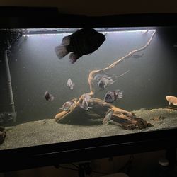 55 Gallon Fish Tank Aquarium