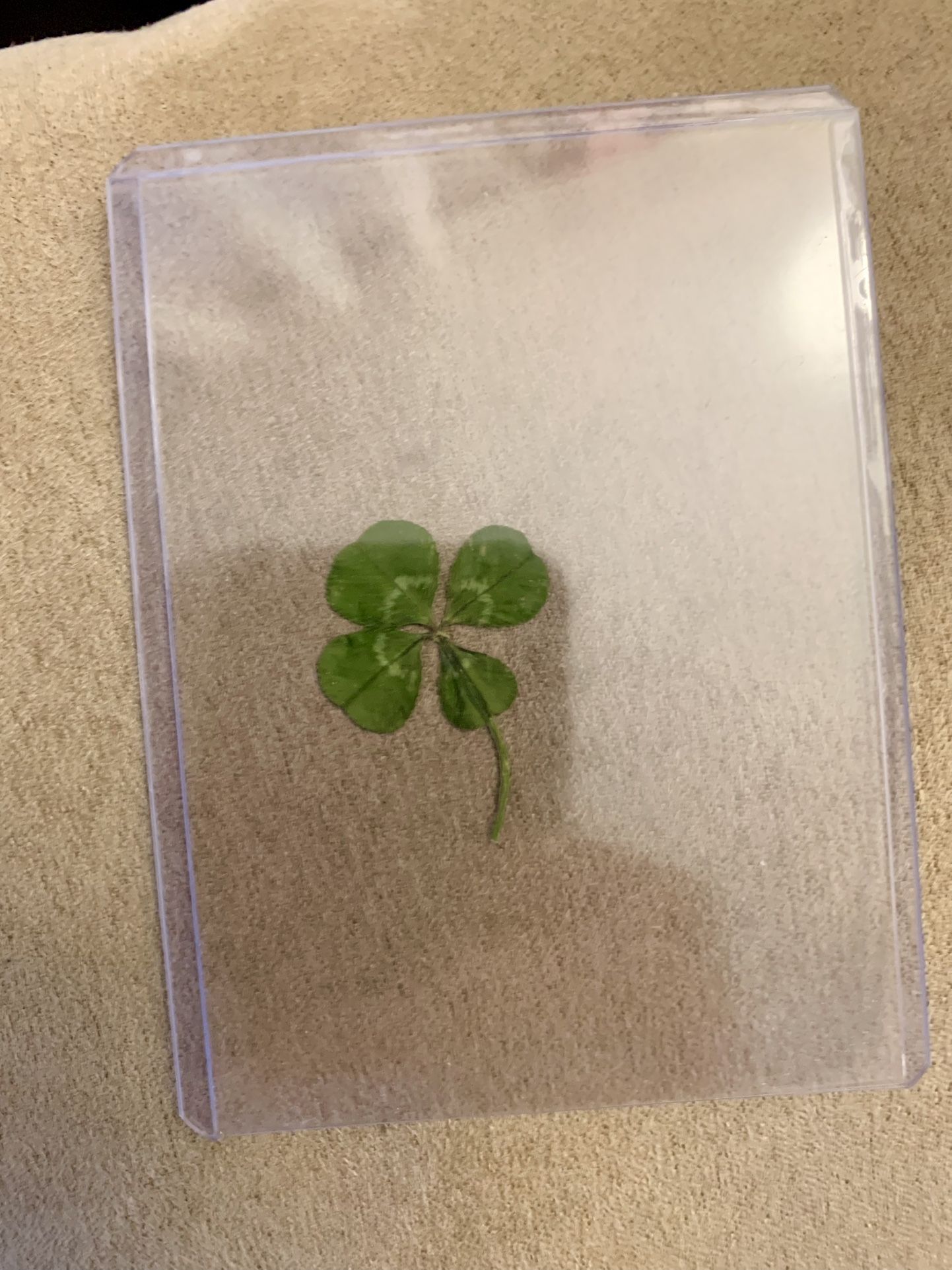 Lucky Irish Four Leaf Clover