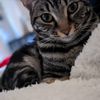 Charlie
