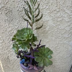 Tall Succulent Planter