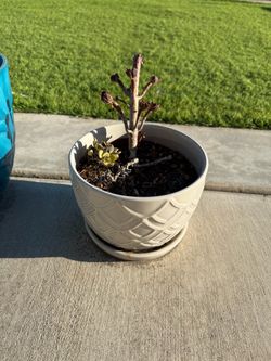 Miscellaneous succulent x 2