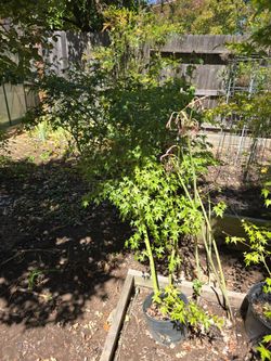 Japanese Maple Trees in Nursery Pots