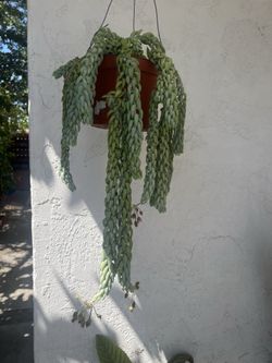 Donkey tail