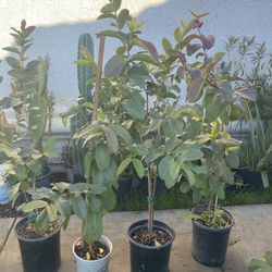 Mantas De Guayabo Rosita Disposables 