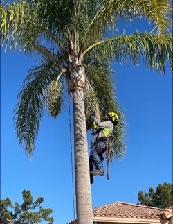 Cheap tree guys