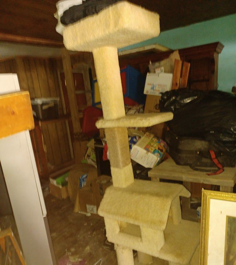 Cat Climbing Play House
