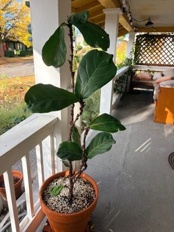 Fiddle leaf fig in big terra cotta pot