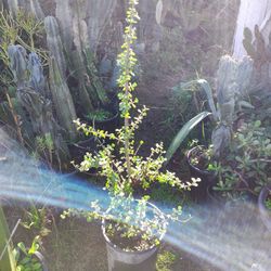 Elephant Bush Succulent Plant