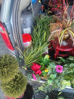 Flowers,ivys,vines and shrubs