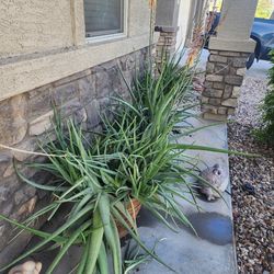 Aloe