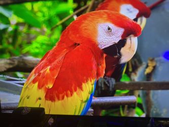 TCL Smart TV google TV 55”  2024