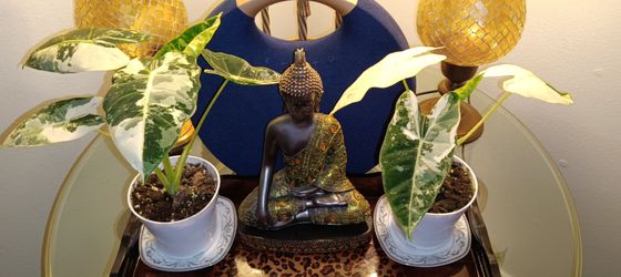Buddha Statue