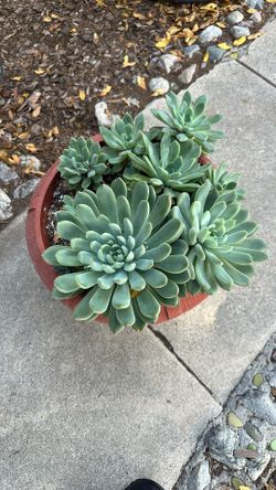 Suculent Plant