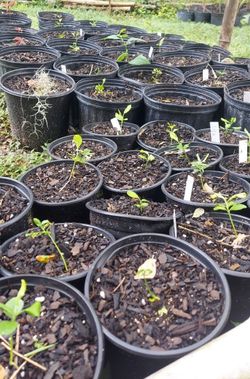 lemon seedlings (store bought) lemon tree