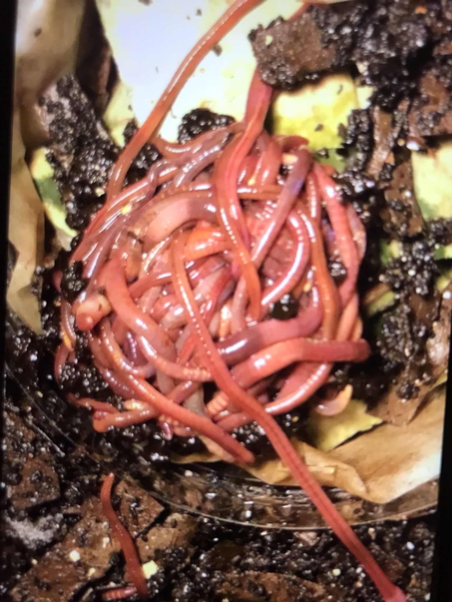 Red Composting Worms 