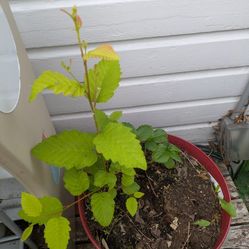 3  Baby Cherry Trees  Pics Soon