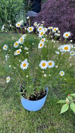 Daisy flowers