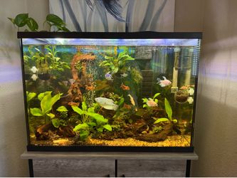 29 Gallon Planted Aquarium Complete Setup