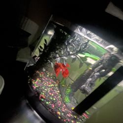 FISH TANK WITH EQUIPMENT (NO FISH)