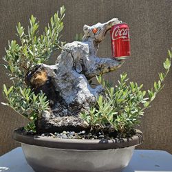 Old European Olive Bonsai Tree 
