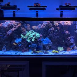 Aquarium, stand, and sump for sale - 210 gallons