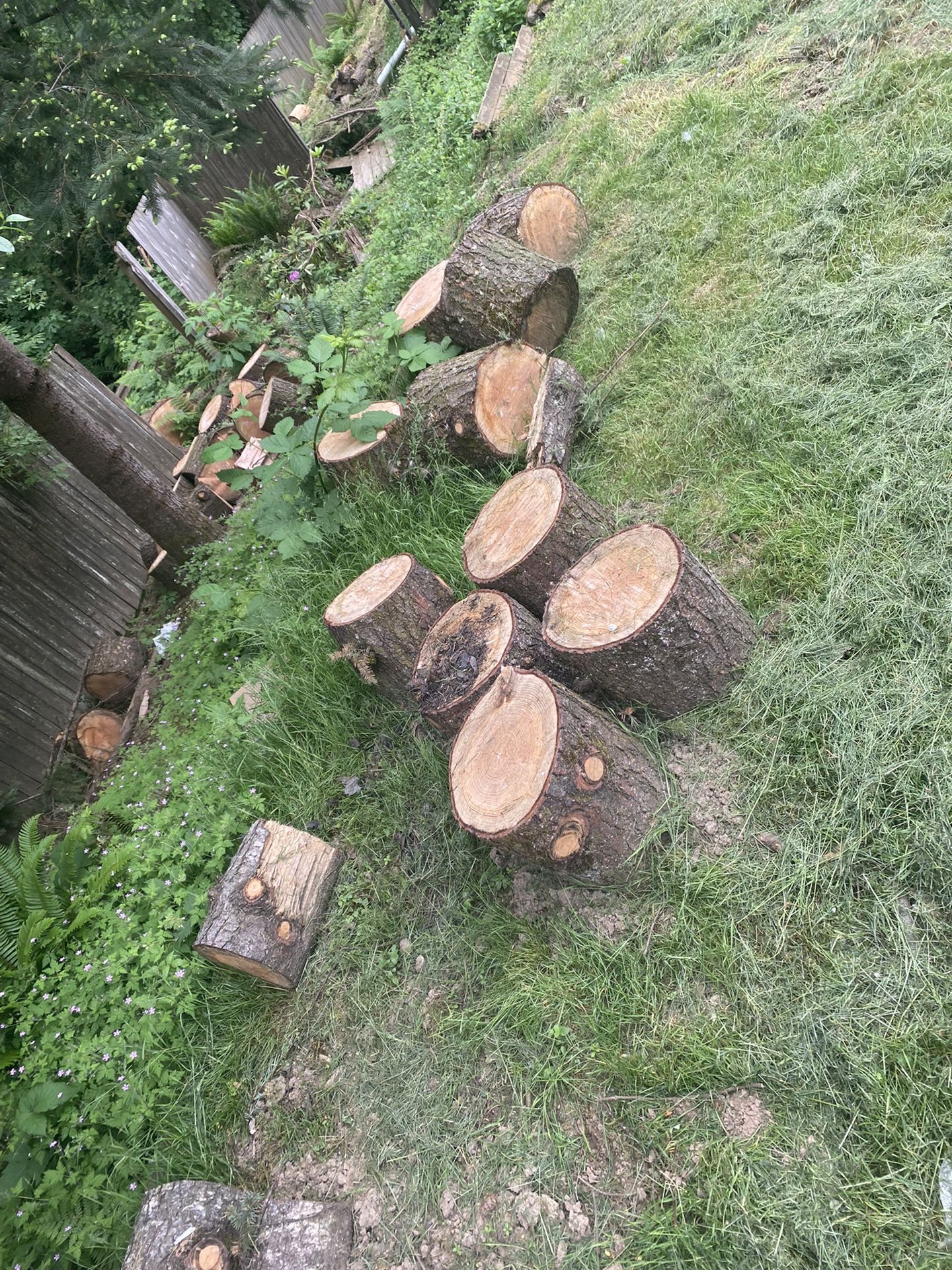 Douglas Fir Tree Wood