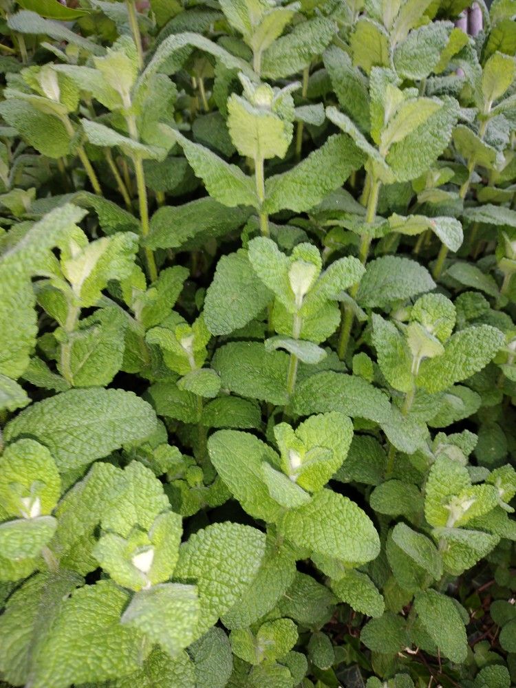 FREE FREE MINT PLANTS And Mint Leaves Menta andina  Grátis 