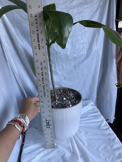 Indoor plant