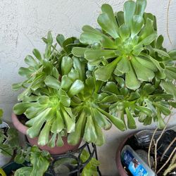 Planta Muy Bonita 