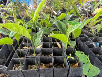 Jack Jak Fruit Seedlings