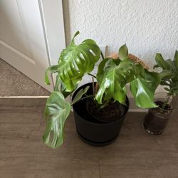 Monsterra Deliciosa Plant