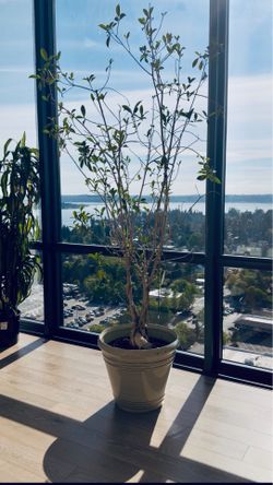 Mature 10-Year-Old Olive Tree in Large Planter