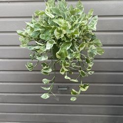 6” Enjoy Pothos Super Full And Trailing 