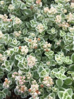 Suculenta