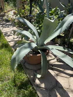 Blue Agave 